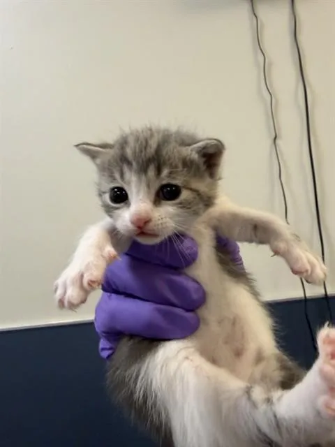 A baby small-sized female Domestic Short Hair cat named Gatito for adoption in Miami, FL