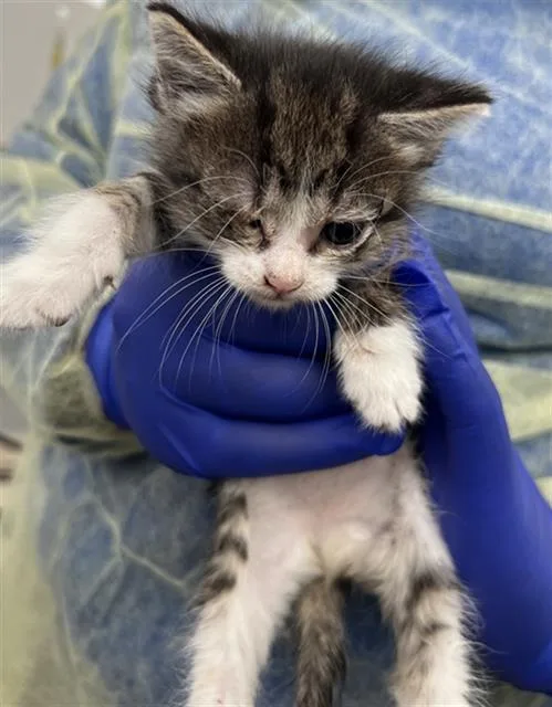 A baby medium-sized female Domestic Short Hair cat named Acura for adoption in Dallas, TX