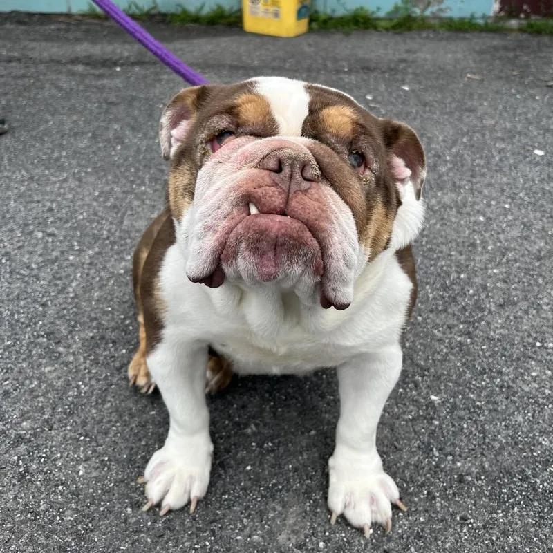 An adult medium-sized female Brown / Chocolate English Bulldog dog named Kiara for adoption in Saugerties, NY
