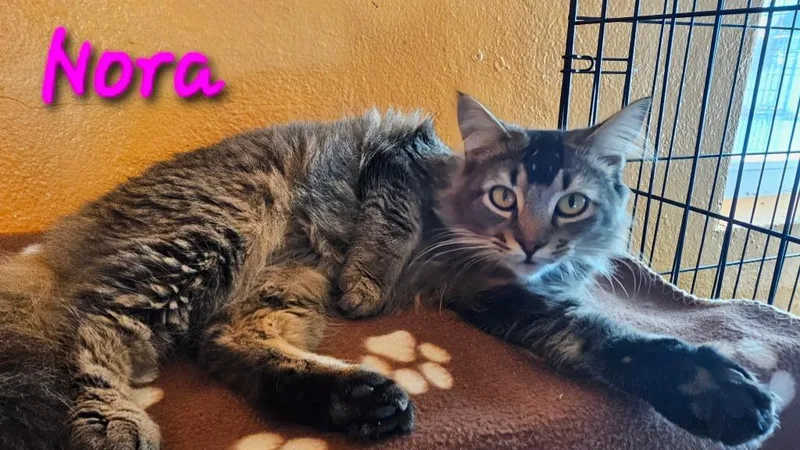A young medium-sized female Domestic Short Hair cat named Nora for adoption in Marianna, FL