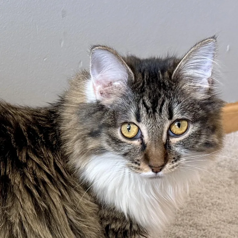 A young medium-sized female Gray & White Domestic Long Hair cat named Gretta for adoption in Blaine, MN