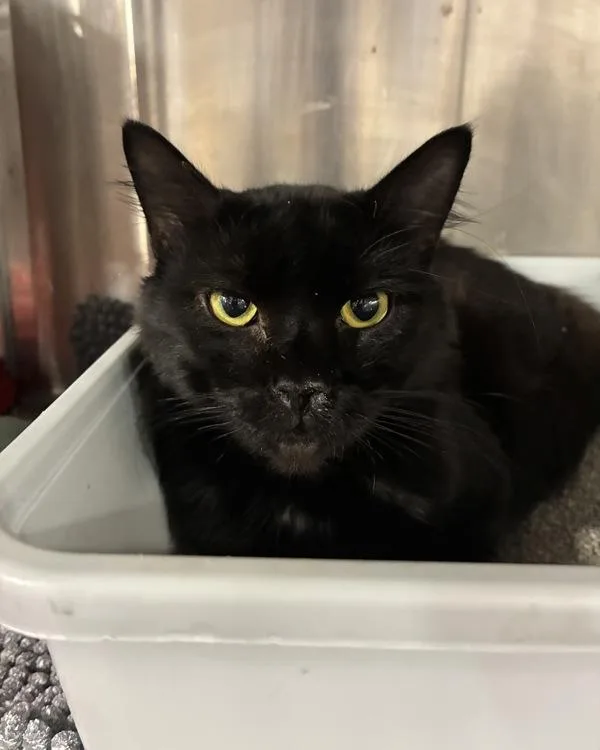 An adult small-sized male Domestic Medium Hair cat named Palm Reader for adoption in Richmond, VA