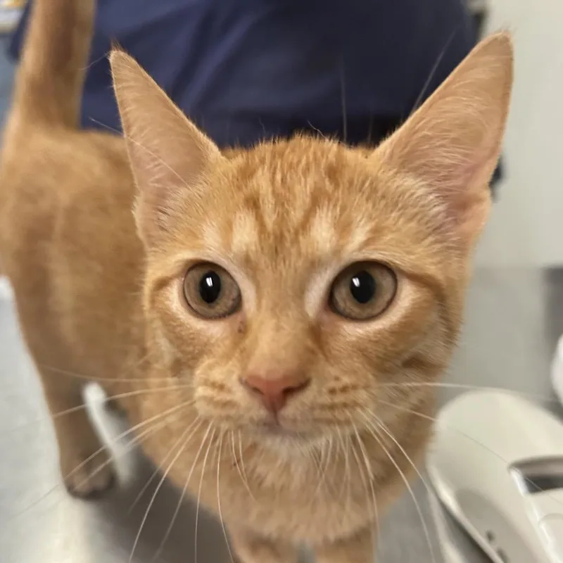 A baby small-sized female Orange / Red Domestic Short Hair cat named Unicorn Sparkle for adoption in Charleston, WV