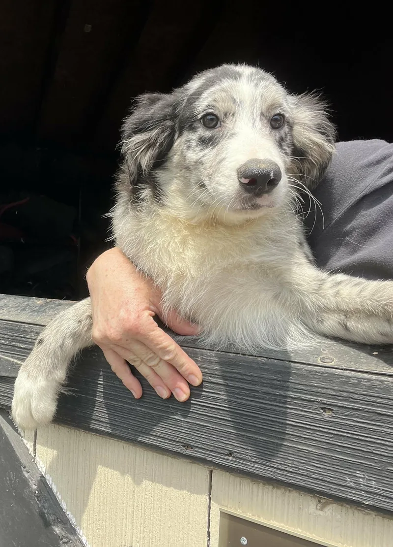 A baby medium-sized male Border Collie dog named Eggplant for adoption in Havertown, PA