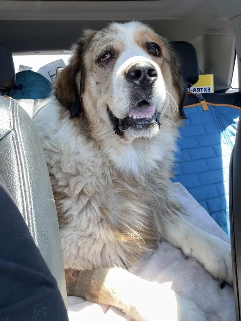 A young extra large-sized male Bernese Mountain Dog dog named Hank for adoption in Lake Saint Louis, MO