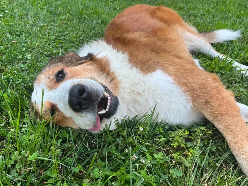 Hank thumbnail 3