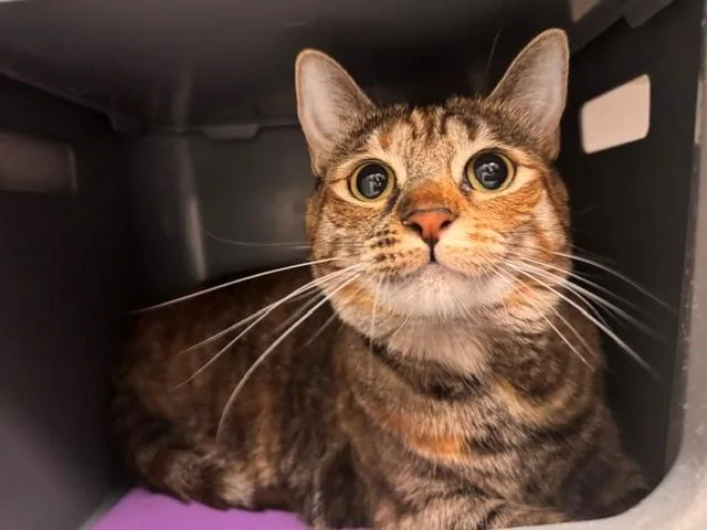 An adult small-sized female Domestic Short Hair cat named Cookie for adoption in Fairfield, CA