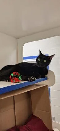 An adult medium-sized female Domestic Short Hair cat named Baby Girl for adoption in Vero Beach, FL