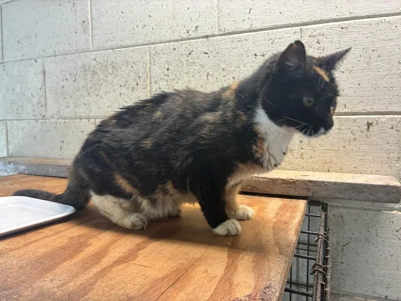 A senior medium-sized female Calico cat named Toni for adoption in Deltona, FL
