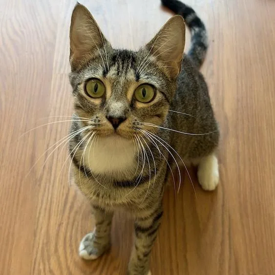 An adult medium-sized female Domestic Medium Hair cat named Emerson for adoption in Cumming, GA