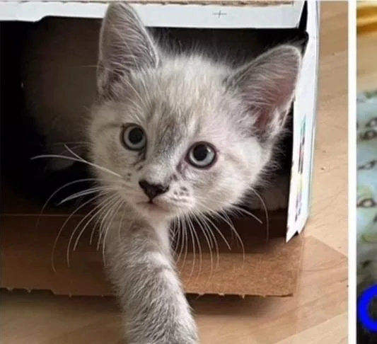 A baby small-sized male Domestic Short Hair cat named Cotton for adoption in Vancouver, WA