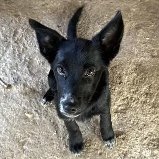 A baby medium-sized female Black German Shepherd Dog dog named Angel for adoption in Liverpool, TX