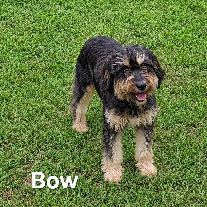 An adult medium-sized female Bicolor Bernadoodle dog named Bow for adoption in Logansport, IN