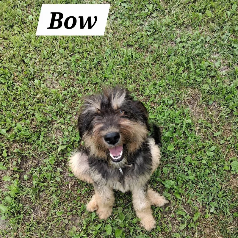 Bow thumbnail 4