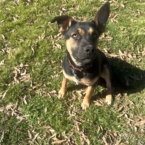 A young medium-sized female German Shepherd Dog dog named Shallee for adoption in Memphis, TN