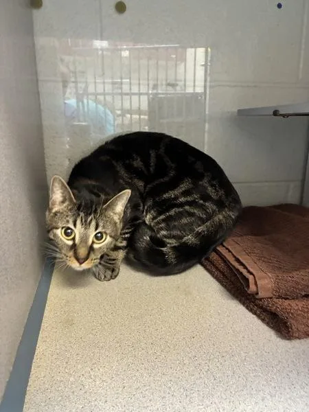 An adult medium-sized female Domestic Short Hair cat named Barbecue for adoption in Salt Lake City, UT