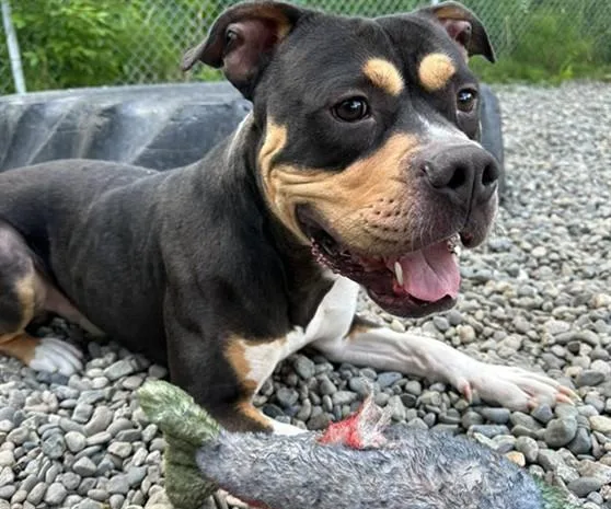 An adult large-sized male Pit Bull Terrier dog named Prince for adoption in Anchorage, AK