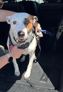 An adult medium-sized female Pit Bull Terrier dog named Mama for adoption in Stockton, CA
