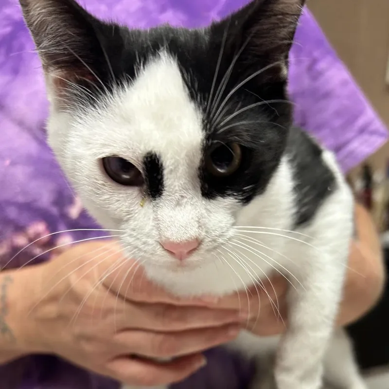 A baby small-sized female Black Domestic Short Hair cat named The Two Headed Nightingale for adoption in Newport, NC