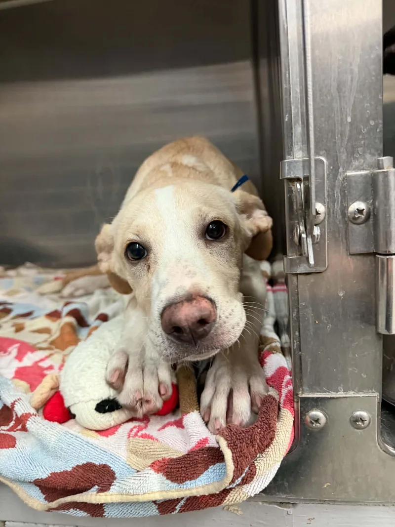 A baby medium-sized male Labrador Retriever dog named Chester for adoption in Parma, OH
