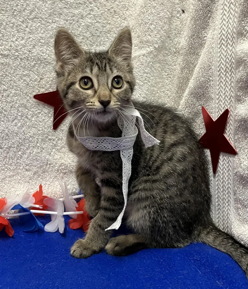 A baby medium-sized female Domestic Short Hair cat named Lorena for adoption in Dublin, OH