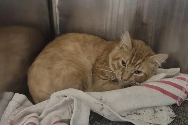 A young small-sized male Domestic Short Hair cat named Munk for adoption in Decatur, IL