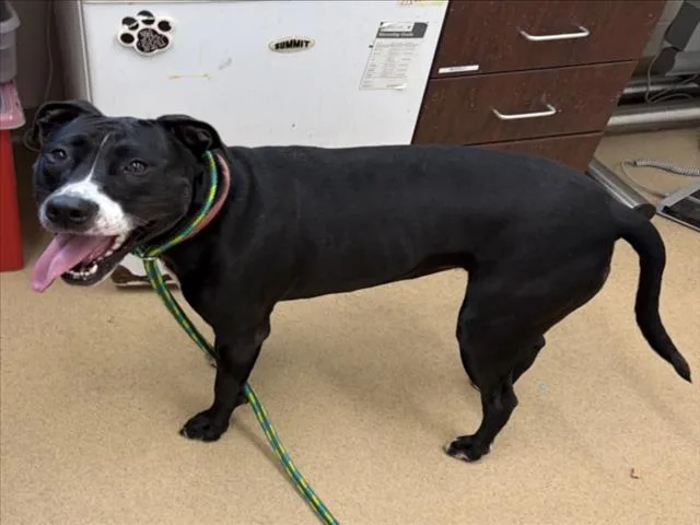 An adult large-sized female Pit Bull Terrier dog named Ruby for adoption in Derwood, MD