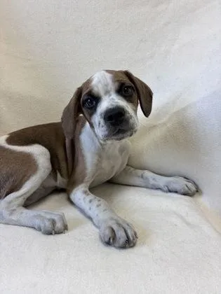 A young medium-sized male White / Cream Beagle dog named Bolt for adoption in Buffalo, MN