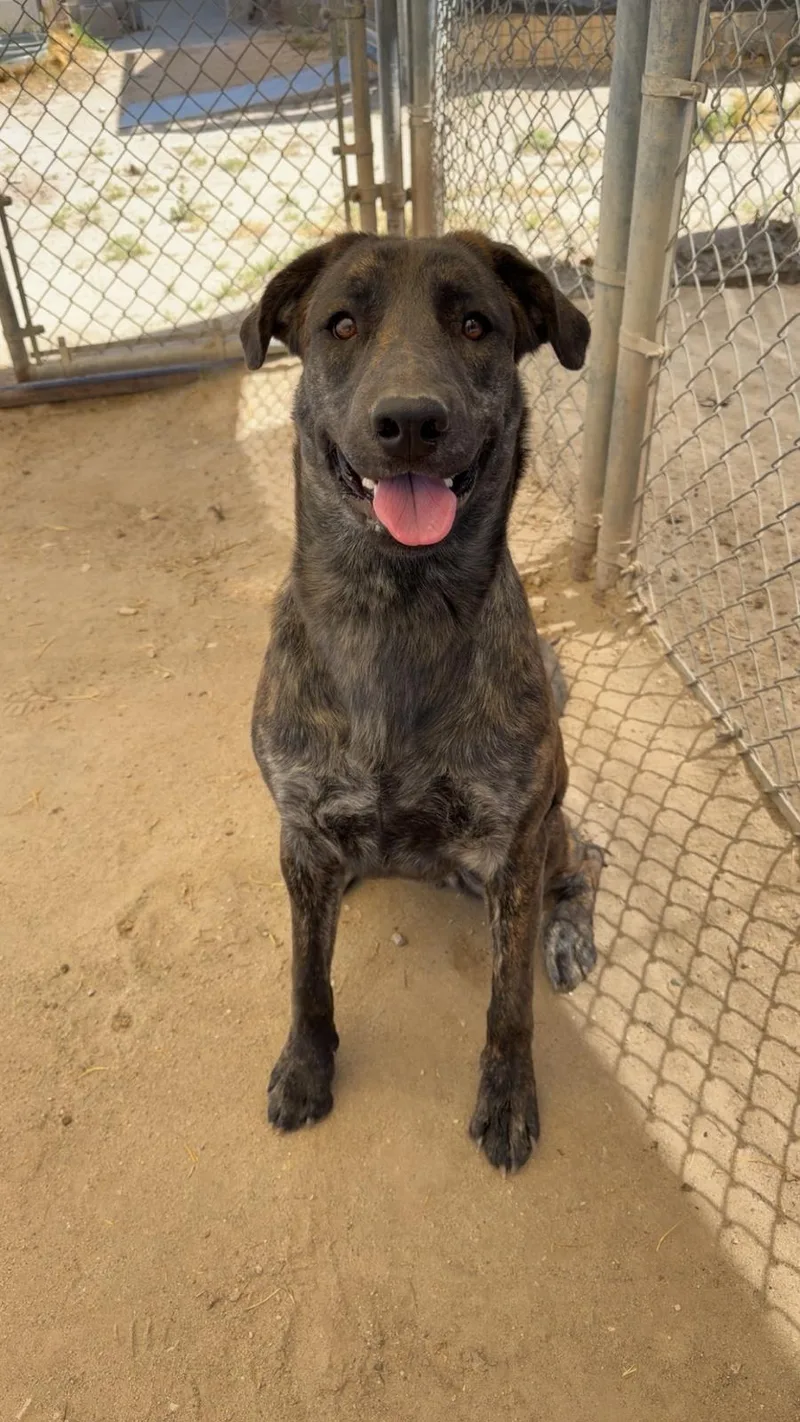 An adult medium-sized female Mixed Breed dog named Luna for adoption in Fallon, NV