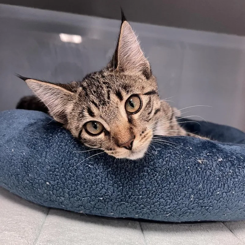 A young medium-sized female Brown / Chocolate Domestic Short Hair cat named Lulu for adoption in Port Charlotte, FL