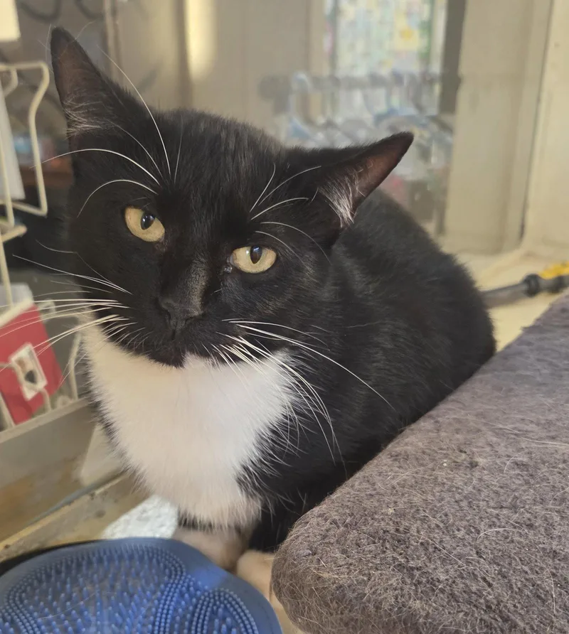 A young medium-sized female Black & White / Tuxedo Domestic Short Hair cat named Oreo for adoption in Williamsburg, IA