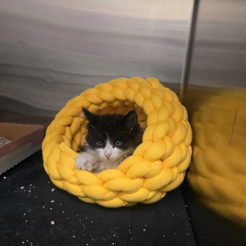 Zucchini
