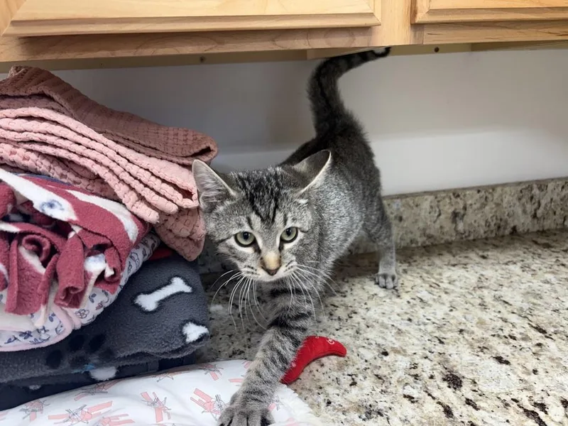 A young small-sized male Domestic Short Hair cat named Fletcher for adoption in Salmon, ID