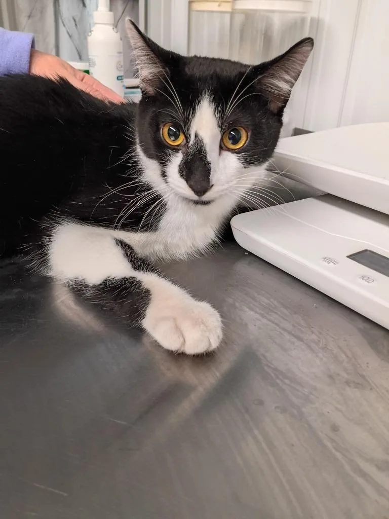 A young medium-sized male Domestic Short Hair cat named Socks for adoption in Pierceton, IN