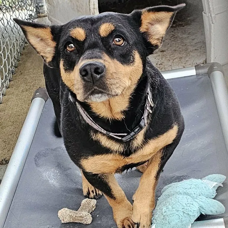 An adult medium-sized female Black Mixed Breed dog named Petunia for adoption in Pulaski, TN