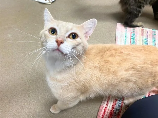 A young medium-sized male Domestic Short Hair cat named Clancy for adoption in Fort Wayne, IN