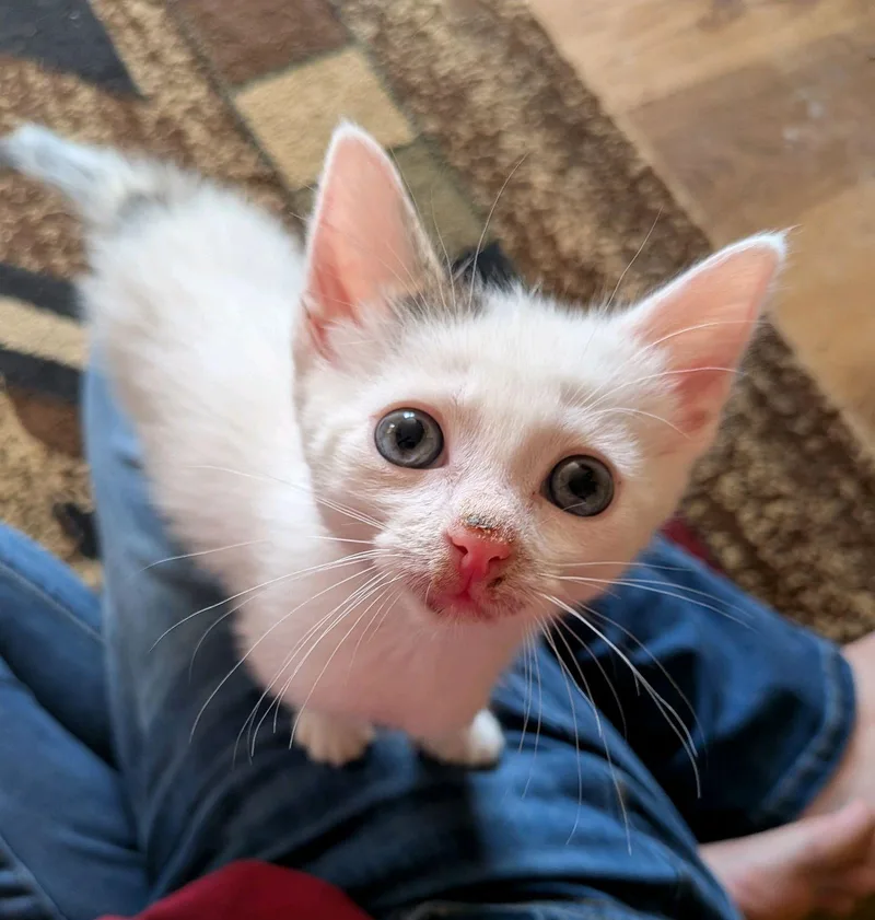 A baby medium-sized male White Domestic Short Hair cat named Bert...cuteness overload for adoption in Murfreesboro, TN