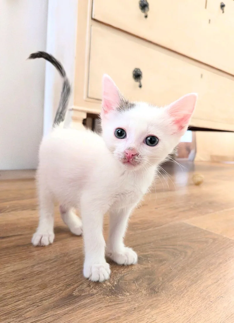 Bert...cuteness overload thumbnail 2