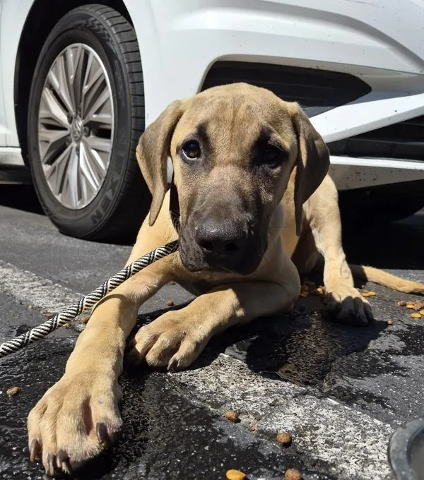A baby medium-sized male Great Dane dog named Pen Nc for adoption in Lawrenceville, GA