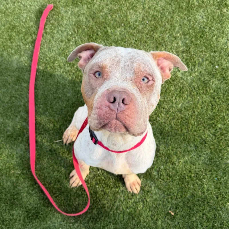 An adult medium-sized male White / Cream Mixed Breed dog named Doodlebob for adoption in Medford, NJ