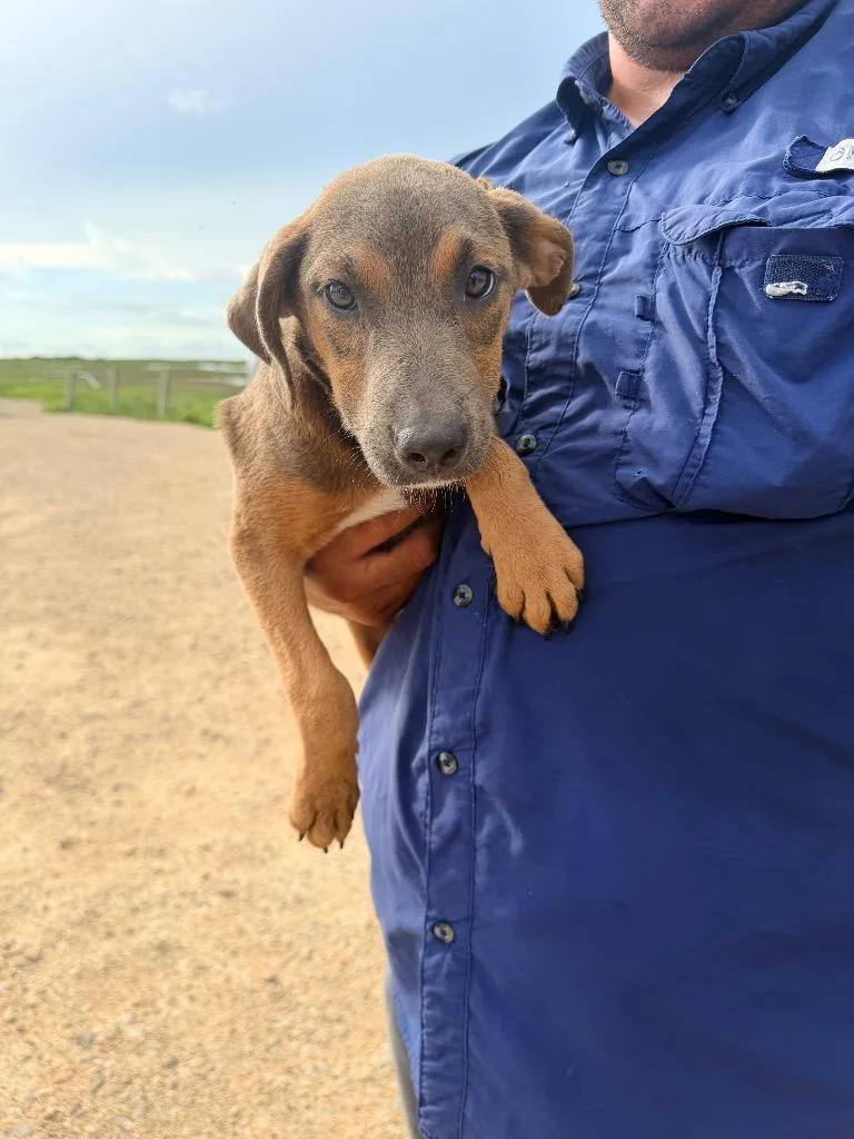 A baby medium-sized female Doberman Pinscher dog named Butterfly for adoption in Rockport, TX
