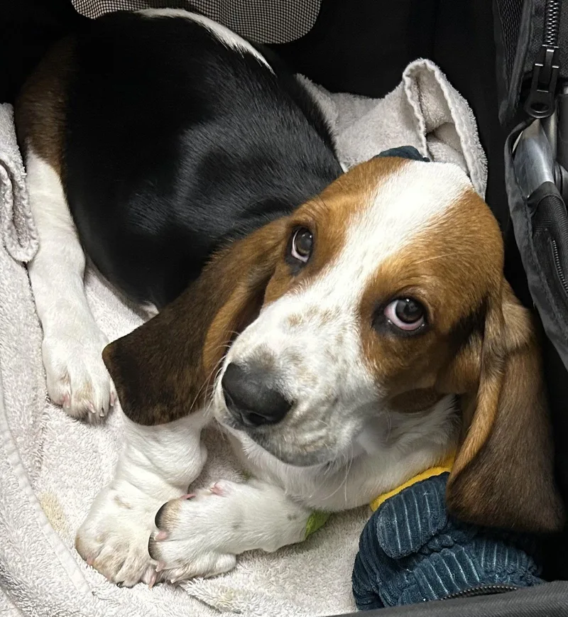 A baby small-sized female Basset Hound dog named Sharon for adoption in Petaluma, CA