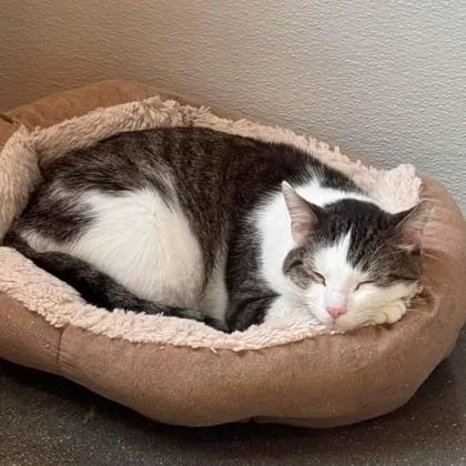 A young medium-sized male Domestic Short Hair cat named Toby for adoption in Janesville, WI