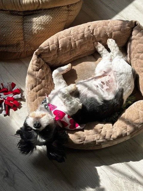 Bijou  Arr thumbnail 3