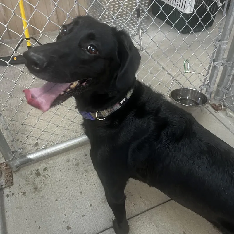 An adult large-sized female Black Labrador Retriever dog named Luna for adoption in Delaware, OH