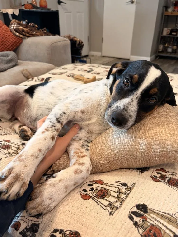 A baby medium-sized female Tricolor (Brown, Black, & White) Mixed Breed dog named Princess Leia for adoption in Waunakee, WI
