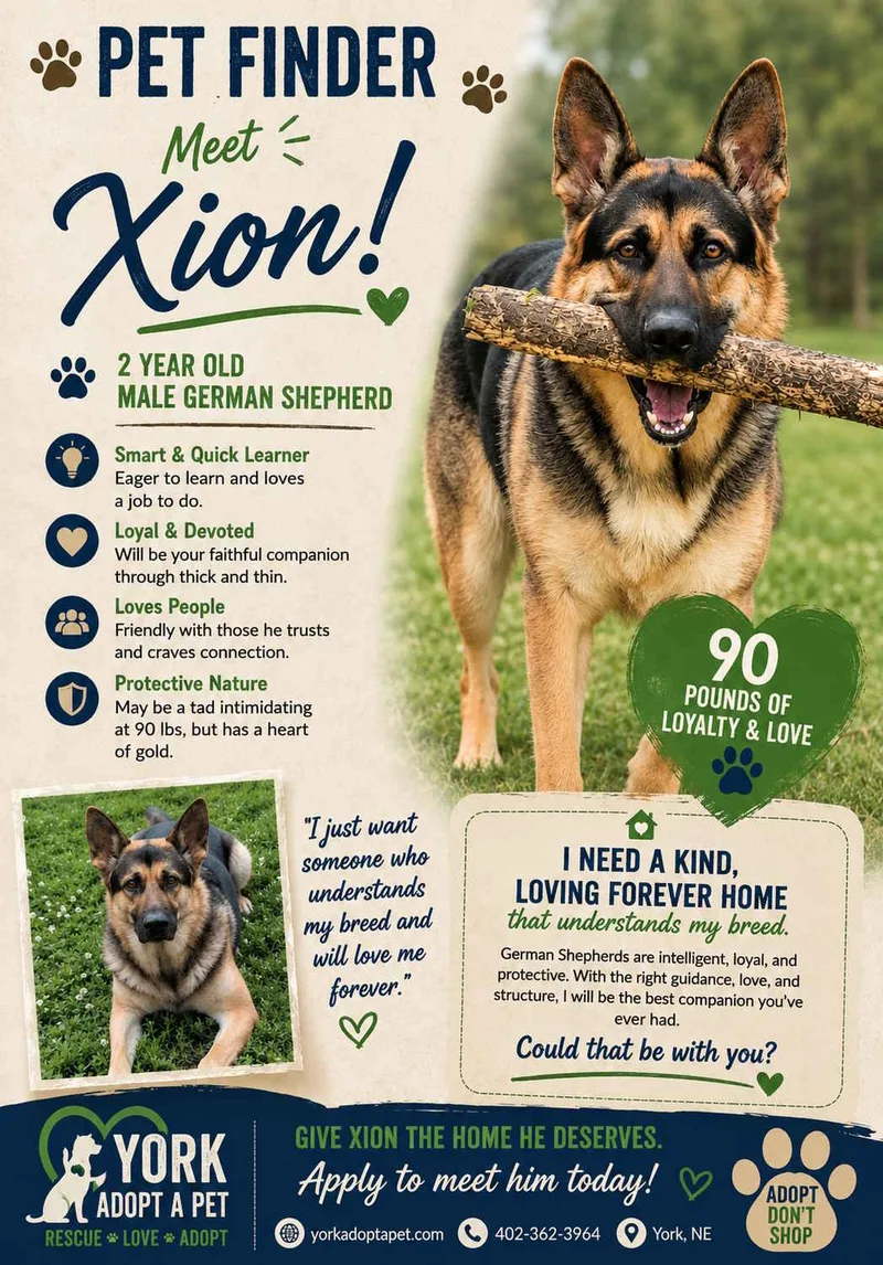 An adult large-sized male Black German Shepherd Dog dog named Xion for adoption in York, NE