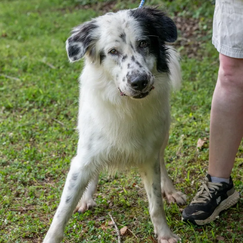An adult large-sized male White / Cream Setter dog named Pickles for adoption in Bartlett, TN