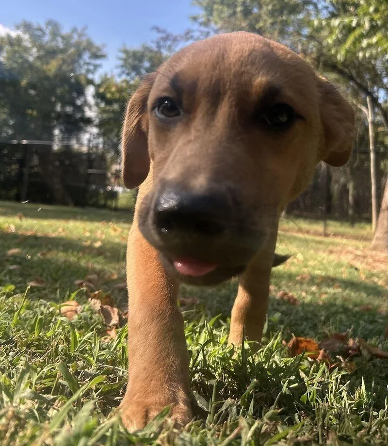 A baby medium-sized male Pit Bull Terrier dog named Copper for adoption in Athens, AL
