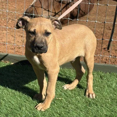 A baby small-sized male Apricot / Beige Mixed Breed dog named Havarti for adoption in Bellmawr, NJ